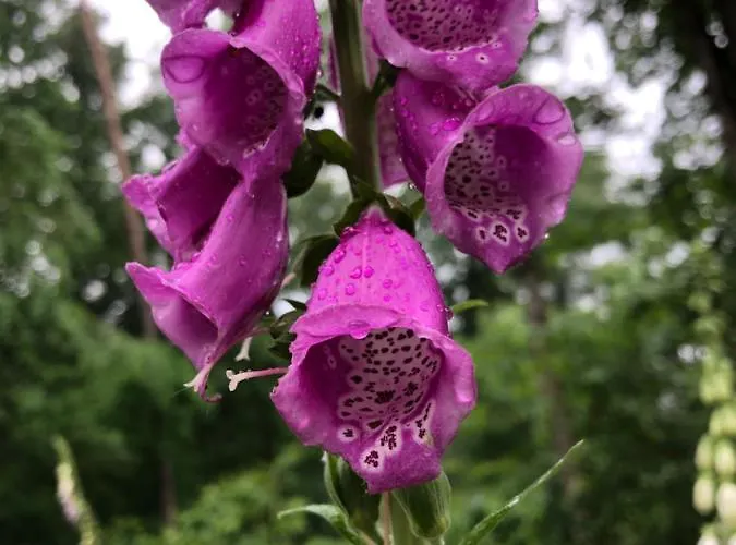 Dağ evi Bosrand 42 Park Veluwshof 6 P *